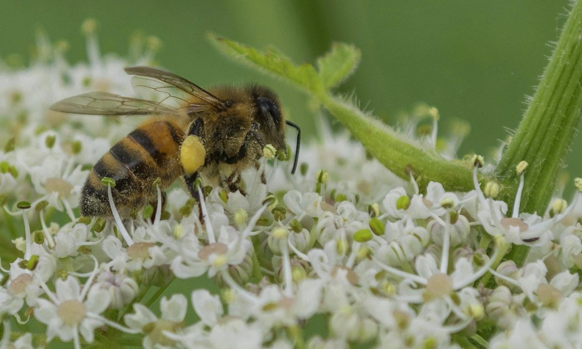 Hogyan lehet segíteni a hasznos rovarok, méhek gyűjtő munkáját