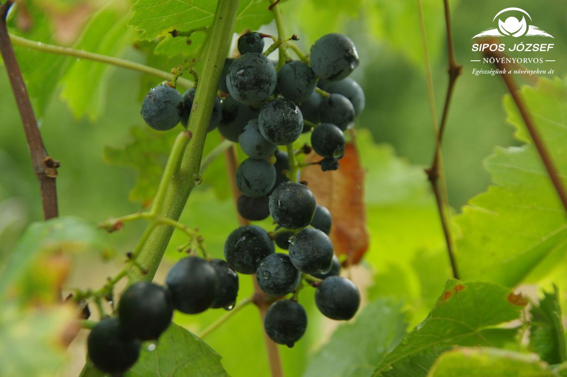 Kései szüretelésű borszőlő
