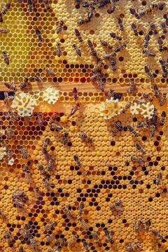 Méhek védelme és a természetben betöltött szerepük