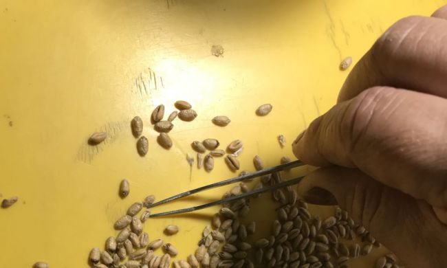 Fusarium gomba által károsított szemek