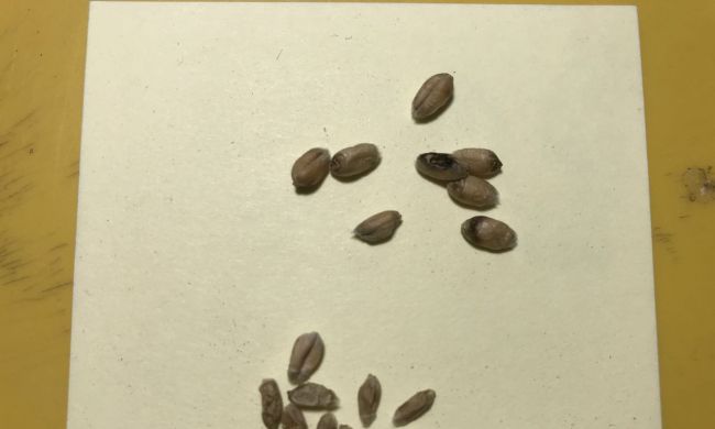Fusarium gomba által károsított szemek