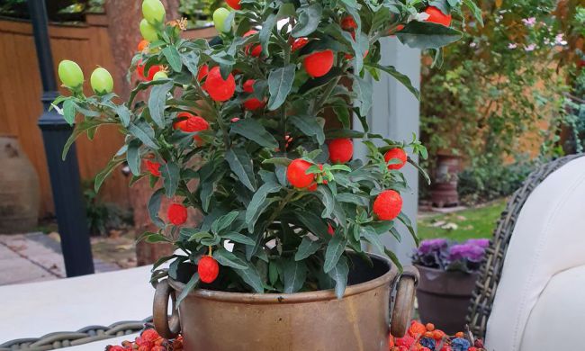 Birsalma kompót - Hozzávalók