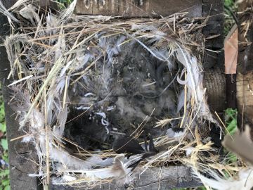 Téli madáretetés, madárvédelem Sipos Gazdával