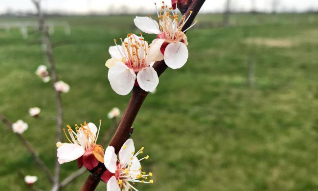 Tavaszi fagykár a virágzó gyümölcsfán