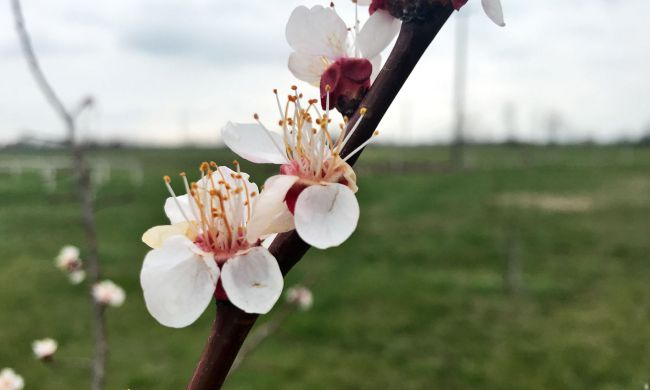 Tavaszi fagykár a virágzó gyümölcsfán