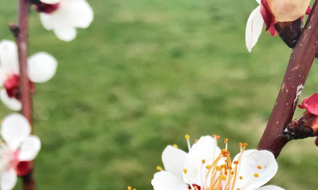 Tavaszi fagykár a virágzó gyümölcsfán