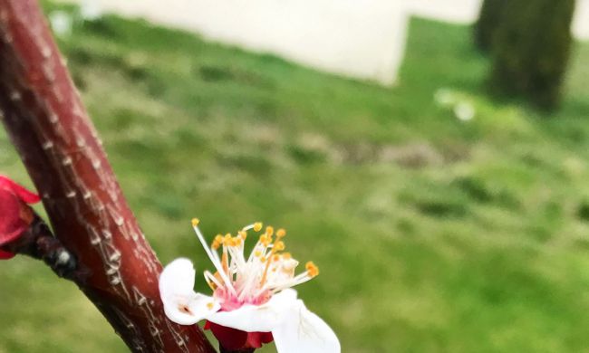 Tavaszi fagykár a virágzó gyümölcsfán