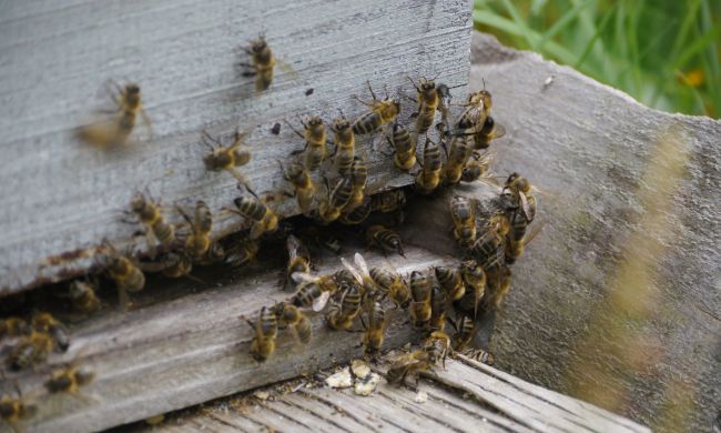 Veszélyben a méhek!
