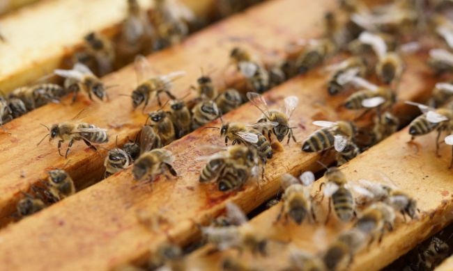 A méhméreg gyógyító erejéről