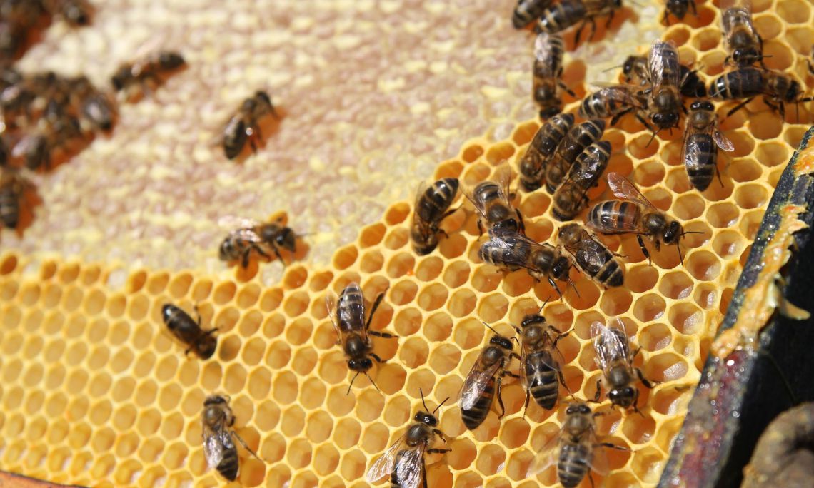 Hogyan építik meg, milyen csodálatos módszerekkel a méhek a lakhelyüket.