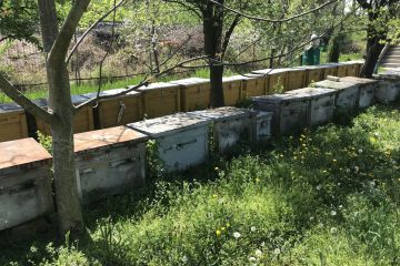 Méhek napján az MTVA, Ma délután műsorában...