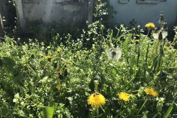 Méhek napján az MTVA, Ma délután műsorában...