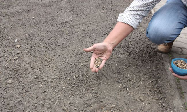 Tavaszi méhlegelők kialakítása Budapest 12. kerületében