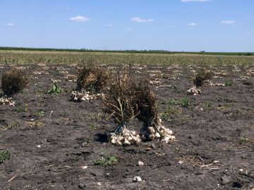 Fokhagyma, a természet igaz orvossága…