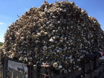 Fokhagyma, a természet igaz orvossága…