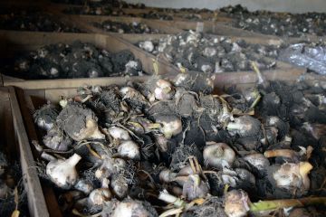 Fokhagyma, a természet igaz orvossága…