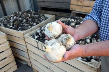 Fokhagyma, a természet igaz orvossága…