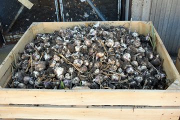 Fokhagyma, a természet igaz orvossága…