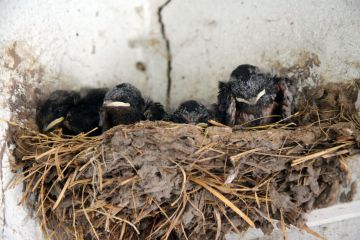 Tegyünk Együtt a fecskékért…