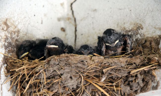 Tegyünk Együtt a fecskékért…