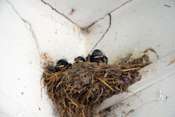 Tegyünk Együtt a fecskékért…