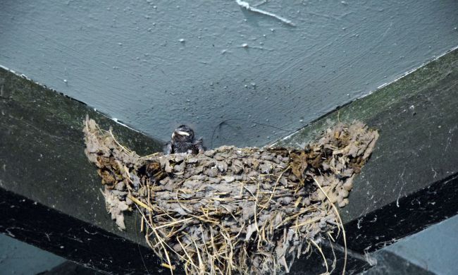 Tegyünk Együtt a fecskékért…