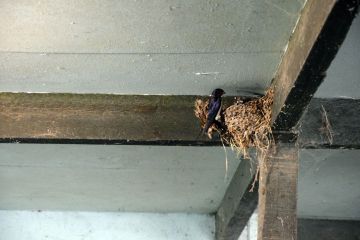 Tegyünk Együtt a fecskékért…