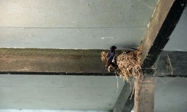 Tegyünk Együtt a fecskékért…