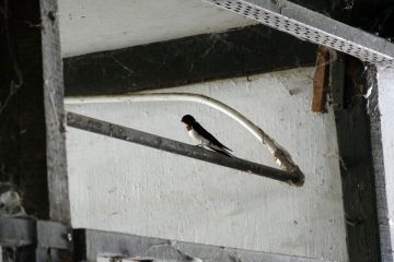 Tegyünk Együtt a fecskékért…