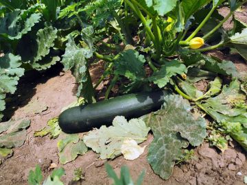 Cukkini: a zöldség, ami gyümölcs