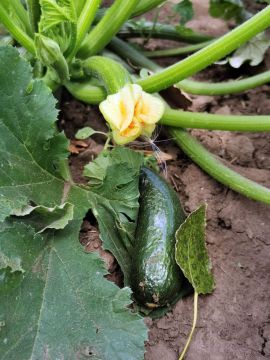 Cukkini: a zöldség, ami gyümölcs