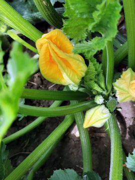 Cukkini: a zöldség, ami gyümölcs