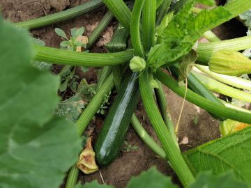 Cukkini: a zöldség, ami gyümölcs