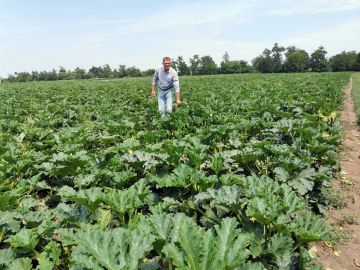 Cukkini: a zöldség, ami gyümölcs