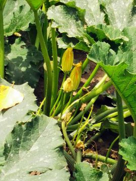 Cukkini: a zöldség, ami gyümölcs