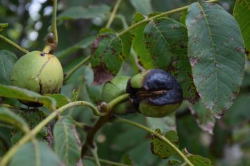 A diófáink veszélyben vannak…