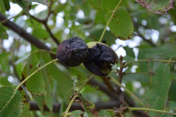 A diófáink veszélyben vannak…