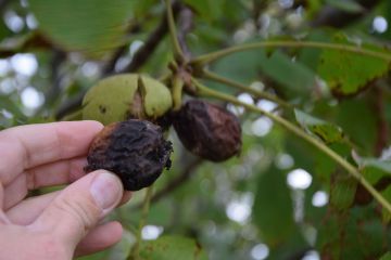 A diófáink veszélyben vannak…