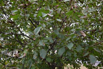 A diófáink veszélyben vannak…