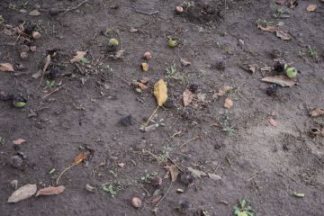 A diófáink veszélyben vannak…