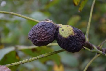 A diófáink veszélyben vannak…