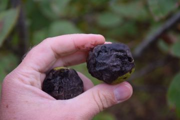 A diófáink veszélyben vannak…