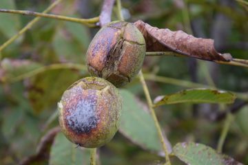 A diófáink veszélyben vannak…