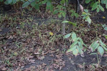 A diófáink veszélyben vannak…