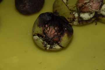 A diófáink veszélyben vannak…