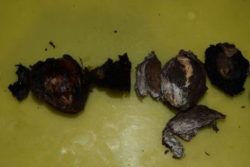 A diófáink veszélyben vannak…