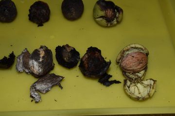 A diófáink veszélyben vannak…