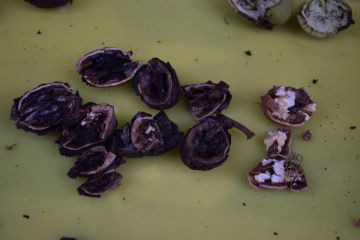 A diófáink veszélyben vannak…