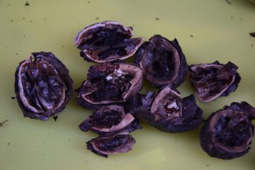 A diófáink veszélyben vannak…