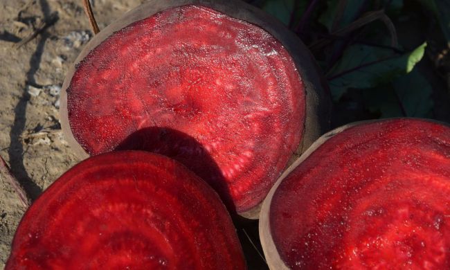 Cékla télire, a gyönyörű színű vitaminbomba